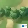 火焰纹章：英雄地图